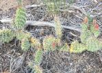 Opuntia schweriniana, 8000 ft, Buena Vista, CO, Jeff Teal