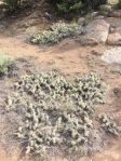 Opuntia schweriniana, 8000 ft, Buena Vista, CO, Jeff Teal