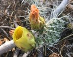 Opuntia schweriniana, 8000 ft, Buena Vista, CO, Jeff Teal