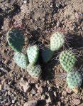 Opuntia polyacantha utahensis, near Austin, NV