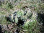 Opuntia polyacantha utahensis, near Austin, NV