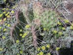 Opuntia polyacantha utahensis, near Eureka, NV