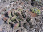 Opuntia polyacantha utahensisa, near Eureka, NV