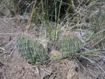 Opuntia polyacantha utahensis, near Ely, NV