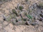 Opuntia polyacantha utahensis, near Ely, NV