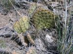 Opuntia polyacantha utahensis, near Ely, NV