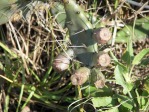 Opuntia polycarpa