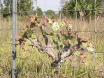 Opuntia polycarpa, full view