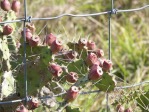 Opuntia polycarpa, fruit