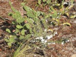 Opuntia polycarpa, small plant