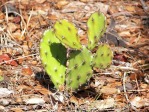 Opuntia polycarpa, small plant