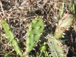 Opuntia polycarpa, young cladode