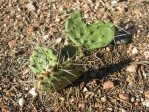 Opuntia pottsii (montana), Old Pecos Trail, Santa Fe, NM