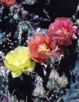 Opuntia pottsii, Tatum, NM