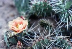 Opuntia pottsii, Tatum, NM