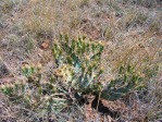 Opuntia pottsii, Tierra Grande, NM