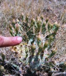 Opuntia pottsii, Tierra Grande, NM