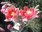 Opuntia pottsii, Tierra Grande, NM