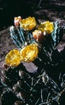 Opuntia pottsii, Wilcox Playa, AZ