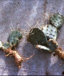 Opuntia pottsii, House Rock Valley, AZ