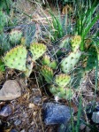 Opuntia pottsii, south of Albquerque, NM