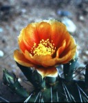 Opuntia pottsii, southeast of Boothill, NM