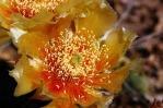 Opuntia pottsii, garden flower