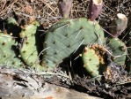 Opuntia pottsii, Nancy Hussey