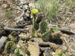 Opuntia montana, Steve Brack