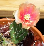 Opuntia pottsii, garden flower