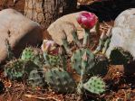 Opuntia pottsii, Bob Bauer