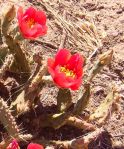 Opuntia pottsii, close-up, Brad Clardy