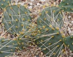 Opuntia pottsii, Chaves Co, New Mexico, Jeff & Marie Thompson