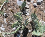 Opuntia pottsii, Derrill Pope