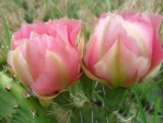 Opuntia pottsii flowers, garden plant, Derrill Pope