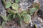 Opuntia pottsii, Drew Avery