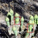 Opuntia pottsii, insect-galled ovaries