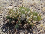 Opuntia pottsii, near Kingman, AZ