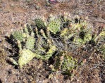 Opuntia pottsii, near Kingman, AZ