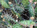 Opuntia pottsii, Kingman, AZ