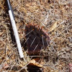 Opuntia pottsii, winter, Albuquerque, NM