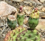 Opuntia montana, globose fruit, Steve Brack