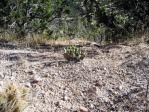 Opuntia pottsii, 6,500 ft, near Cochiti Pueblo, NM