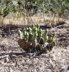 Opuntia pottsii, 6,500 ft, near Cochiti Pueblo, NM