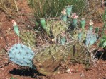 Opuntia pottsii, Salt River, AZ