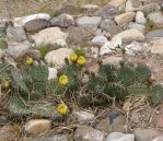 Opuntia pottsii, yellow flowers, Nancy Hussey