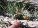 Opuntia pottsii, Wolf Sanctuary