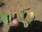 Opuntia pottsii, Belen, NM