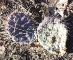 Opuntia pottsii, winter, Albuquerque, NM