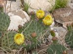 Opuntia pottsii, yellow flowers, Nancy Hussey